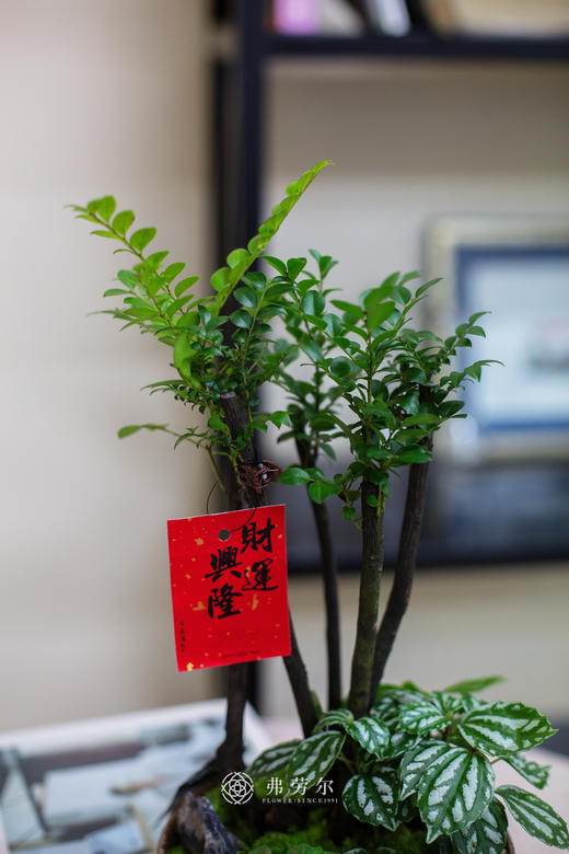 碟盆紫檀 商品图2