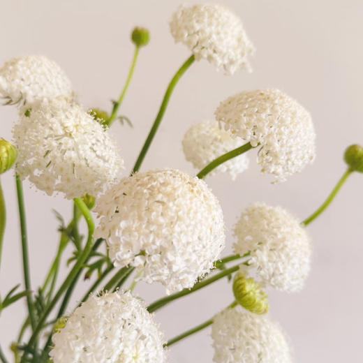 【俊发社区物业中心自提商品】【翠珠·白色 草花】鲜花500-800g「雾状小白花·自然灵动」 商品图2