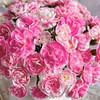 【俊发社区物业中心自提商品】【多头康乃馨·樱桃太子 草花】鲜花20枝「绯红甜心·元气满满」 商品缩略图2