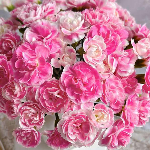 【俊发社区物业中心自提商品】【多头康乃馨·樱桃太子 草花】鲜花20枝「绯红甜心·元气满满」 商品图2