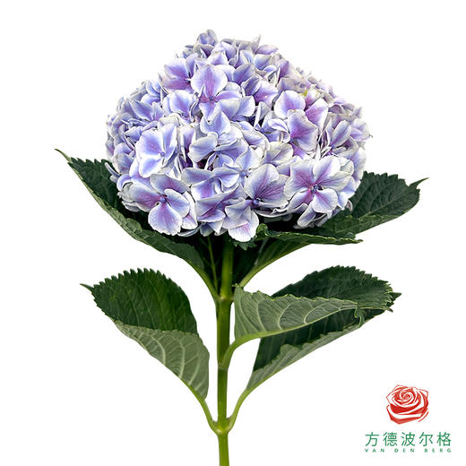 市场绣球 魔幻精灵 1枝 商品图2