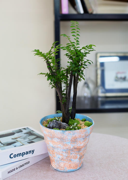 蓝橙色陶盆紫檀 商品图0