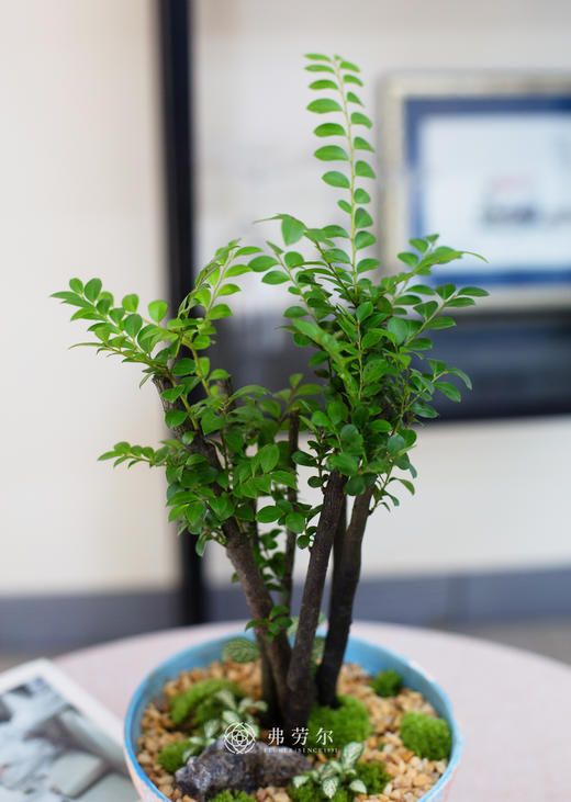 蓝橙色陶盆紫檀 商品图2