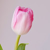【俊发社区物业中心自提商品】【国产郁金香·粉色 草花】10枝「春日柔粉·优雅易开」 商品缩略图4