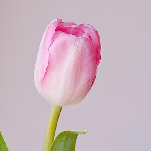 【俊发社区物业中心自提商品】【国产郁金香·粉色 草花】10枝「春日柔粉·优雅易开」 商品图4