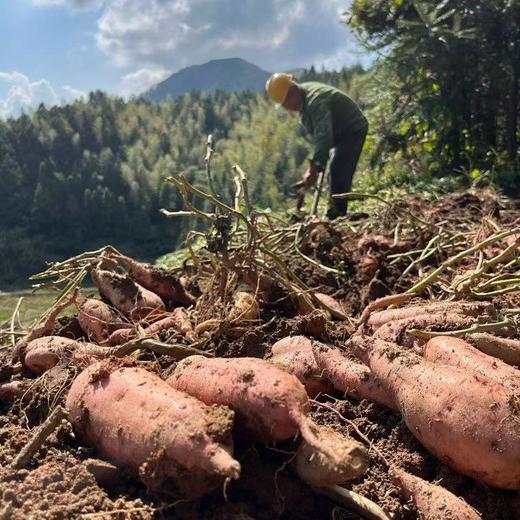 【红薯干】香甜软糯，0⃣️添加，原汁原味 商品图2