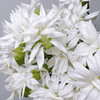 【俊发社区物业中心自提商品】【多头康乃馨·白星太子 草花】鲜花20枝「纯白小星星·清新百搭」 商品缩略图3