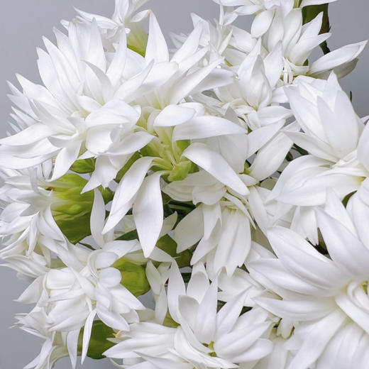 【俊发社区物业中心自提商品】【多头康乃馨·白星太子 草花】鲜花20枝「纯白小星星·清新百搭」 商品图3