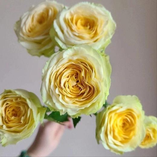 【俊发社区物业中心自提商品】【牛油果多头玫瑰 】鲜花10枝「青涩微甜·层次盎然」 商品图5
