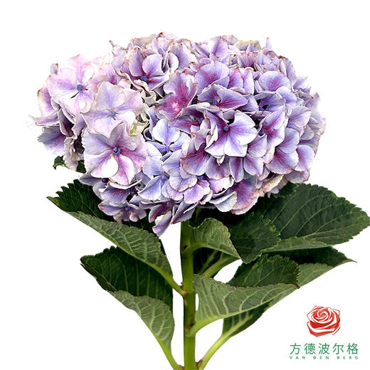 市场绣球 魔幻精灵 1枝 商品图1