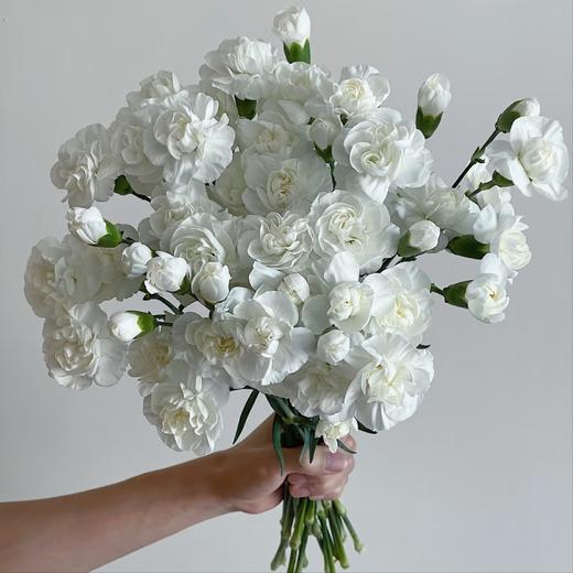 【俊发社区物业中心自提商品】【茉莉多丁康乃馨·奶油白 草花】鲜花20枝「多头香柔·清雅温馨」 商品图0