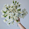 【俊发社区物业中心自提商品】【多头康乃馨·白星太子 草花】鲜花20枝「纯白小星星·清新百搭」 商品缩略图2