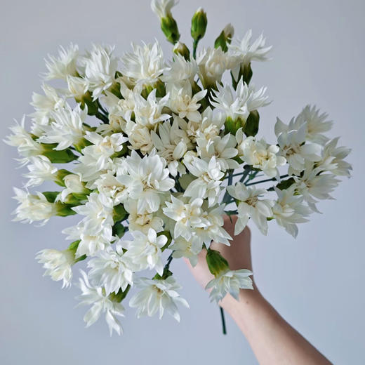 【俊发社区物业中心自提商品】【多头康乃馨·白星太子 草花】鲜花20枝「纯白小星星·清新百搭」 商品图2