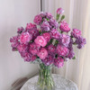 【俊发社区物业中心自提商品】【多头康乃馨·野马 草花】鲜花20枝「墨紫丝绒质感」 商品缩略图4