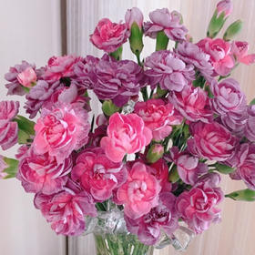 【俊发社区物业中心自提商品】【多头康乃馨·野马 草花】鲜花20枝「墨紫丝绒质感」