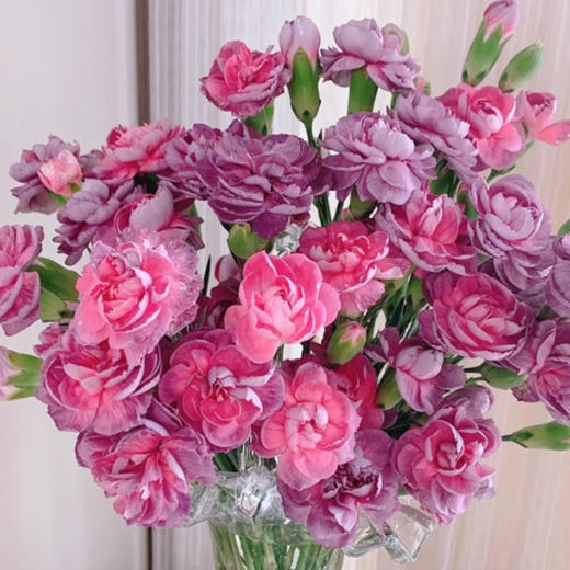 【俊发社区物业中心自提商品】【多头康乃馨·野马 草花】鲜花20枝「墨紫丝绒质感」 商品图0