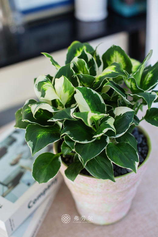 陶盆万年青 商品图1