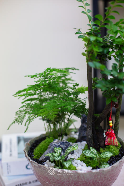 碟盆提根紫檀 商品图2