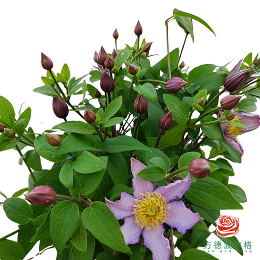 铁线莲 兴奋 商品图1