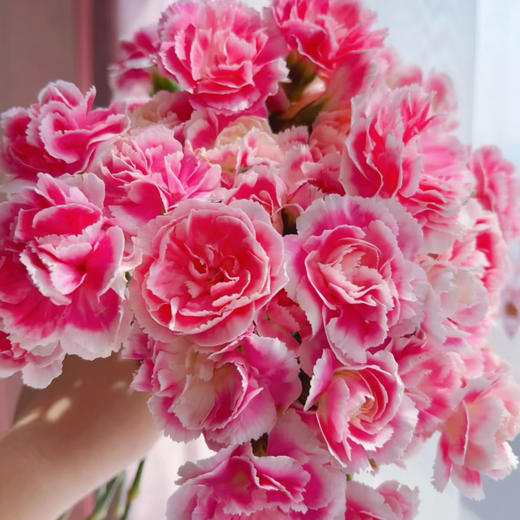 【俊发社区物业中心自提商品】【多头康乃馨·樱桃太子 草花】鲜花20枝「绯红甜心·元气满满」 商品图3