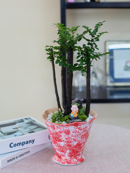 红白色陶盆紫檀 商品图0