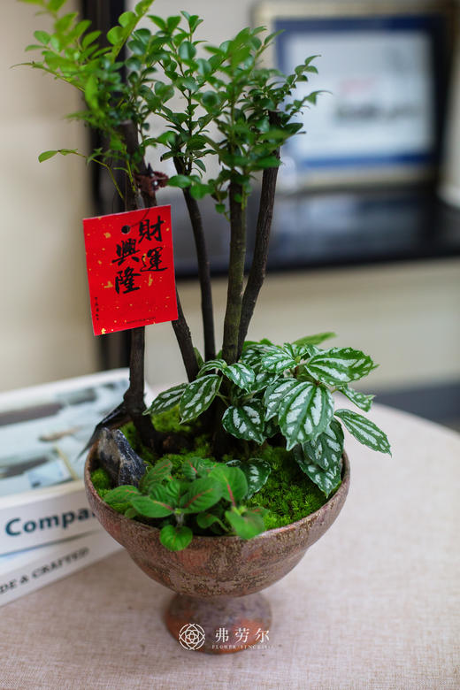 碟盆紫檀 商品图1