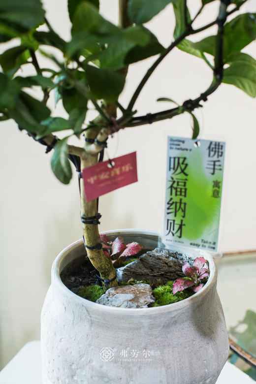 佛手盆栽 商品图2