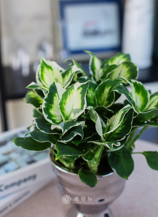 银盆万年青 商品图1