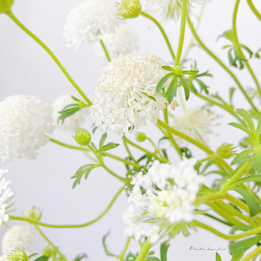 【俊发社区物业中心自提商品】【翠珠·白色 草花】鲜花500-800g「雾状小白花·自然灵动」 商品图5