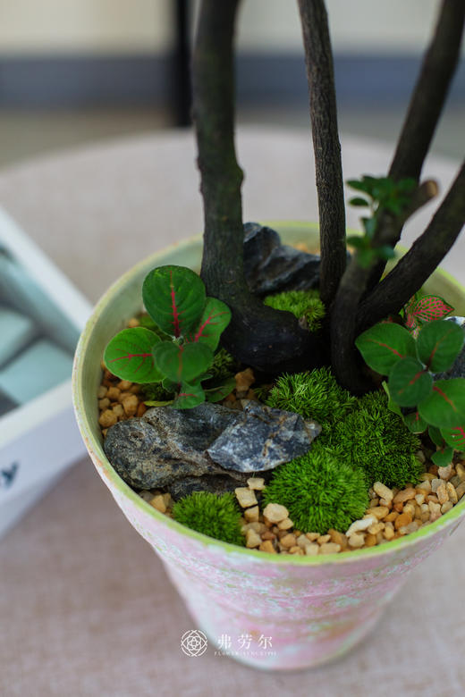 粉色陶盆紫檀 商品图1