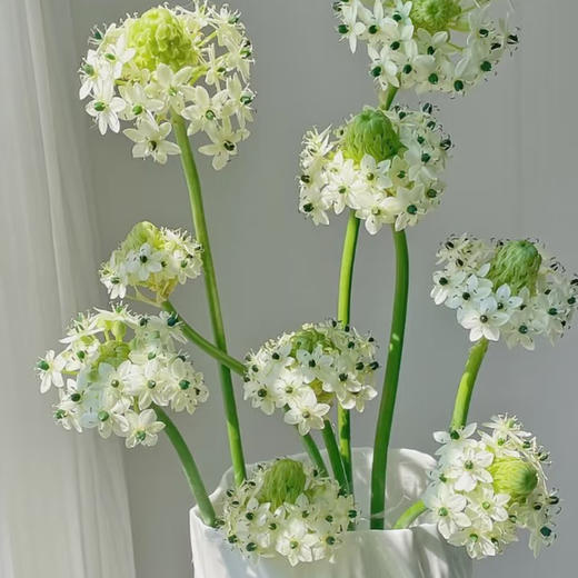 【同城配送】【天鹅绒 草花】鲜花10枝「清新小白花·灵动摇曳」 商品图4