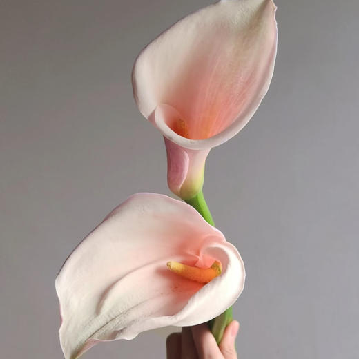 【俊发社区物业中心自提商品】【马蹄莲·火烈鸟 草花】鲜花5枝「粉彩渐变色·优雅简约」 商品图2