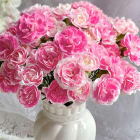 【俊发社区物业中心自提商品】【多头康乃馨·樱桃太子 草花】鲜花20枝「绯红甜心·元气满满」