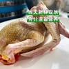 生态老鸽子|2只装  生态散养 五谷杂粮 青草青菜喂养 肉质紧实口感好 商品缩略图1