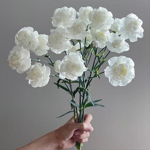 【俊发社区物业中心自提商品】【茉莉多丁康乃馨·奶油白 草花】鲜花20枝「多头香柔·清雅温馨」 商品图2