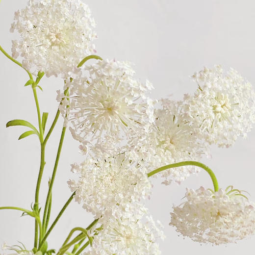 【俊发社区物业中心自提商品】【翠珠·白色 草花】鲜花500-800g「雾状小白花·自然灵动」 商品图4