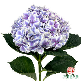 市场绣球 魔幻精灵 1枝