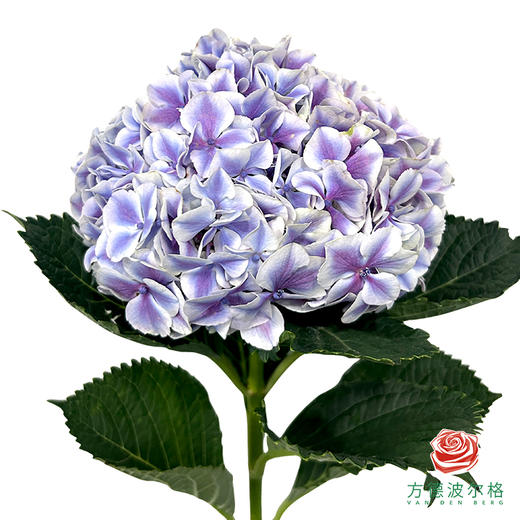 市场绣球 魔幻精灵 1枝 商品图0