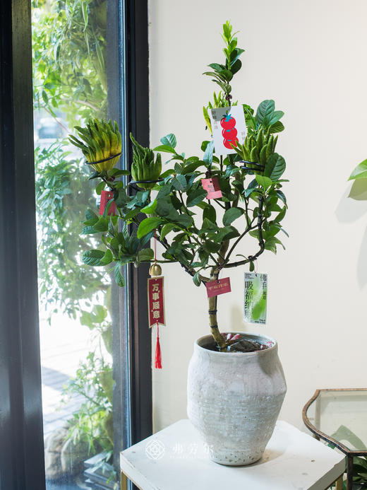 佛手盆栽 商品图0