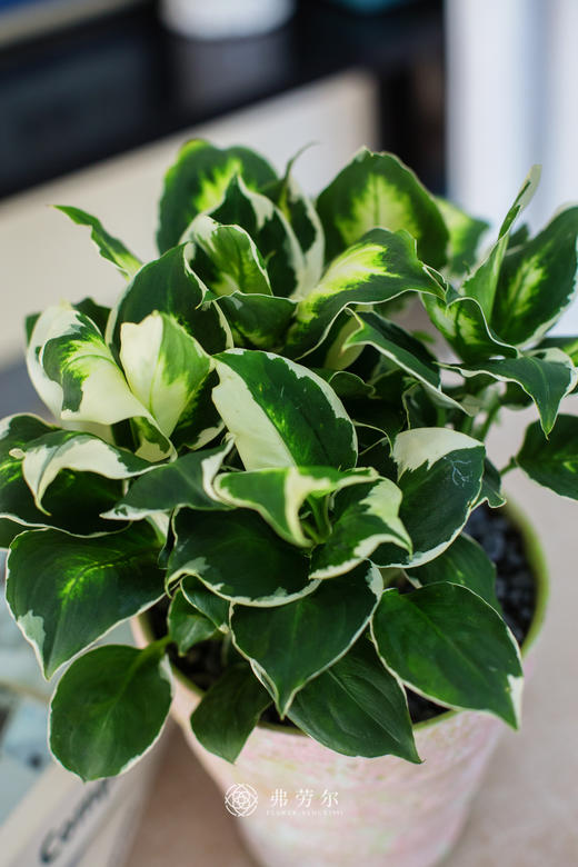 陶盆万年青 商品图2