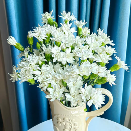 【俊发社区物业中心自提商品】【多头康乃馨·白星太子 草花】鲜花20枝「纯白小星星·清新百搭」 商品图4