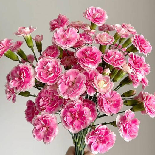 【俊发社区物业中心自提商品】【多头康乃馨·樱桃太子 草花】鲜花20枝「绯红甜心·元气满满」 商品图6