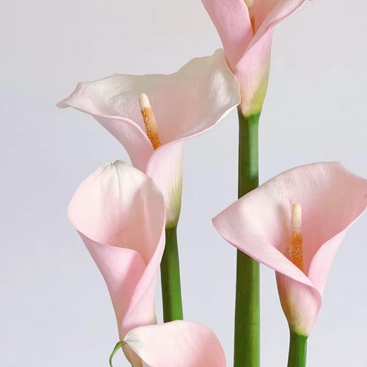 【俊发社区物业中心自提商品】【马蹄莲·火烈鸟 草花】鲜花5枝「粉彩渐变色·优雅简约」 商品图5