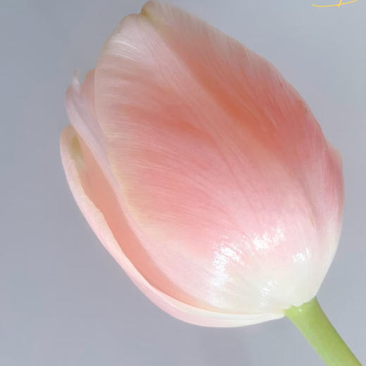 【俊发社区物业中心自提商品】【国产郁金香·粉色 草花】10枝「春日柔粉·优雅易开」 商品图5