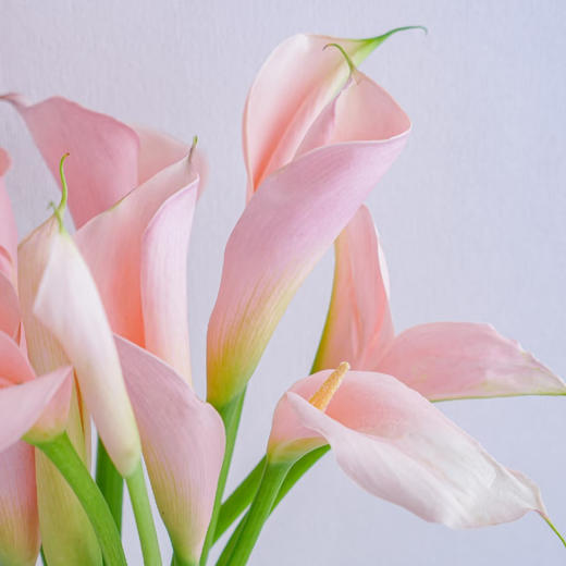 【俊发社区物业中心自提商品】【马蹄莲·火烈鸟 草花】鲜花5枝「粉彩渐变色·优雅简约」 商品图4