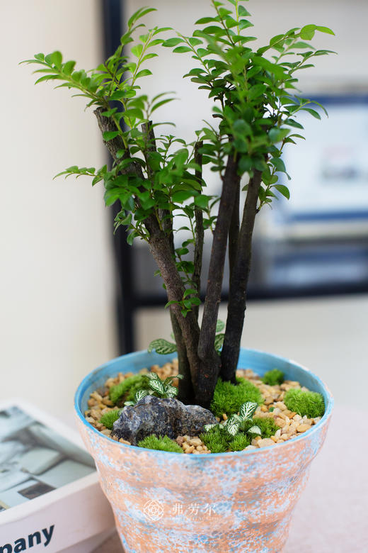 蓝橙色陶盆紫檀 商品图1