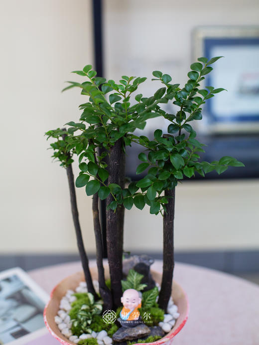 红白色陶盆紫檀 商品图2