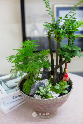 碟盆提根紫檀