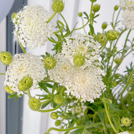 【俊发社区物业中心自提商品】【翠珠·白色 草花】鲜花500-800g「雾状小白花·自然灵动」 商品图3