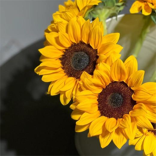 【俊发社区物业中心自提商品】【向日葵大花 草花】鲜花5枝「明亮金黄色·阳光活力款」 商品图2